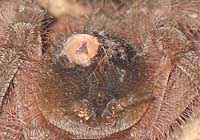 Vogelspinnenkrebs?