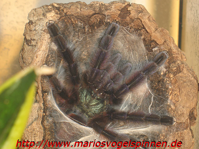 Versicolor6
