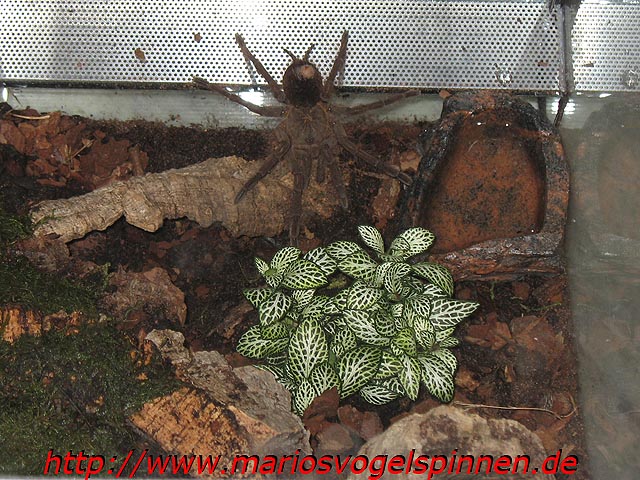 Theraphosa_Blondi_krank1